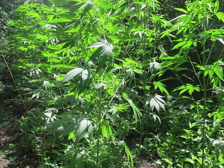Cannabispflanzen stehen in einem Wald in Hahnbach. Foto: Polizei Sulzbach-Rosenberg