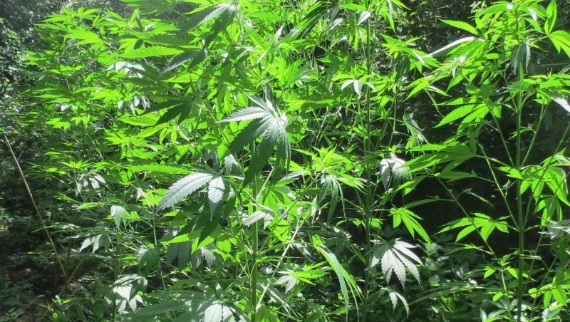 Cannabispflanzen stehen in einem Wald in Hahnbach. Foto: Polizei Sulzbach-Rosenberg Cannabispflanzen stehen in einem Wald in Hahnbach. Foto: Polizei Sulzbach-Rosenberg