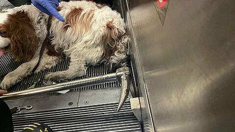 Der kleine Charlie hat seinen Schwanz in der Rolltreppe eingeklemmt und musste von der Feuerwehr befreit werden.