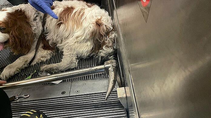 Der kleine Charlie hat seinen Schwanz in der Rolltreppe eingeklemmt und musste von der Feuerwehr befreit werden.