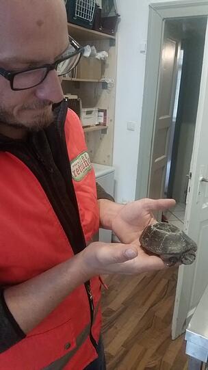 Mitarbeiter der Reptilienauffangstation kümmerten sich um die kleine Schildkröte.