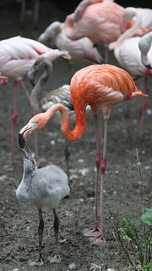 Weitere Bilder vom Foto-Spaziergang durch den Tierpark Hellabrunn am Donnerstagabend.