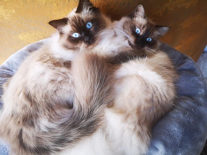 Baghira und Akira