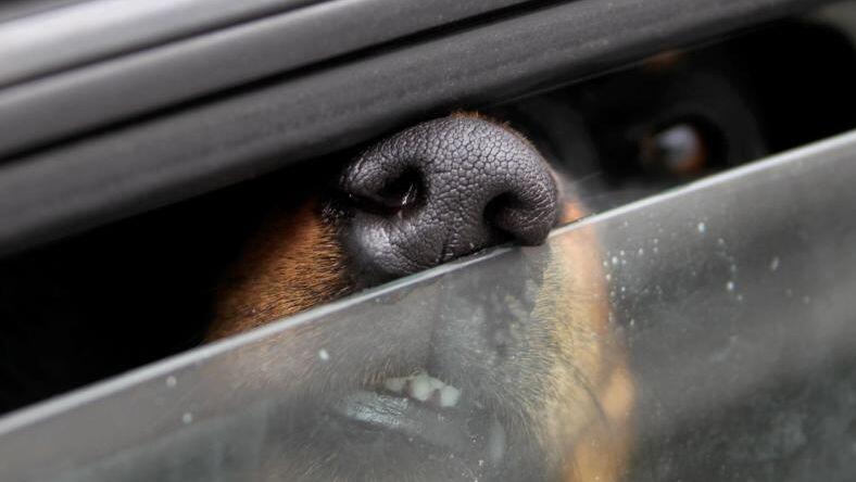 Ein im Auto eingesperrter Hund. Foto: Stephan Jansen/Archivbild