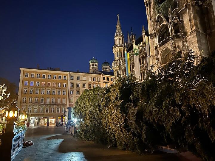 Nach 60 Kilometern Reise kam die Tanne vor dem Neuen Rathaus an.
