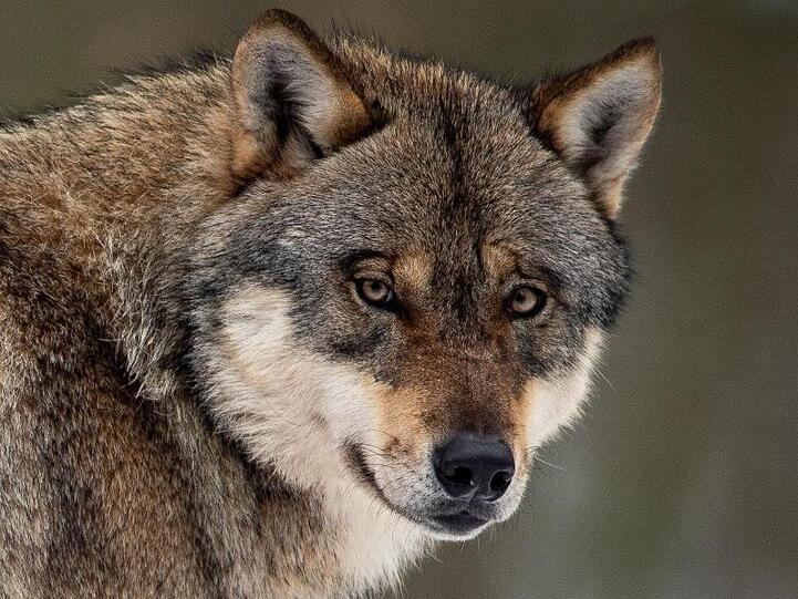 Ein Wolf steht in einem Gehege im Wildpark Neuhaus in Niedersachsen.