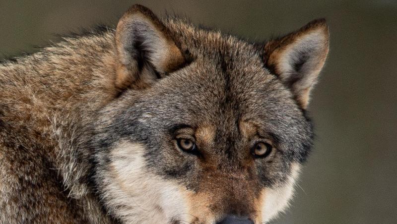 Ein Wolf steht in einem Gehege im Wildpark Neuhaus in Niedersachsen. Ein Wolf steht in einem Gehege im Wildpark Neuhaus in Niedersachsen.