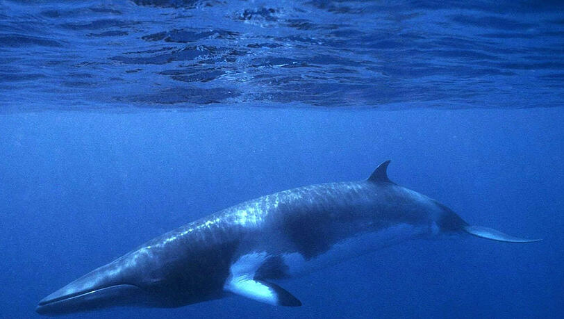 Ein Zwergwal gleitet durch das blaue Wasser des Meeres. Japans Walfänger jagen wieder Zwergwale vor der nördlichen Küste des Inselreichs. Bis zu 51 Tiere sollen bis Oktober 2016 gefangen werden. Foto: dpa/Archiv Ein Zwergwal gleitet durch das blaue Wasser des Meeres. Japans Walfänger jagen wieder Zwergwale vor der nördlichen Küste des Inselreichs. Bis zu 51 Tiere sollen bis Oktober 2016 gefangen werden. Foto: dpa/Archiv