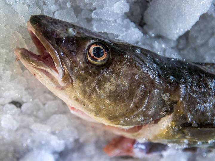 Ein frisch gefangener Dorsch liegt in der Fischereigenossenschaft Wismar auf Eis. In Teilen der Ostsee ist der Dorschfang ab sofort verboten.