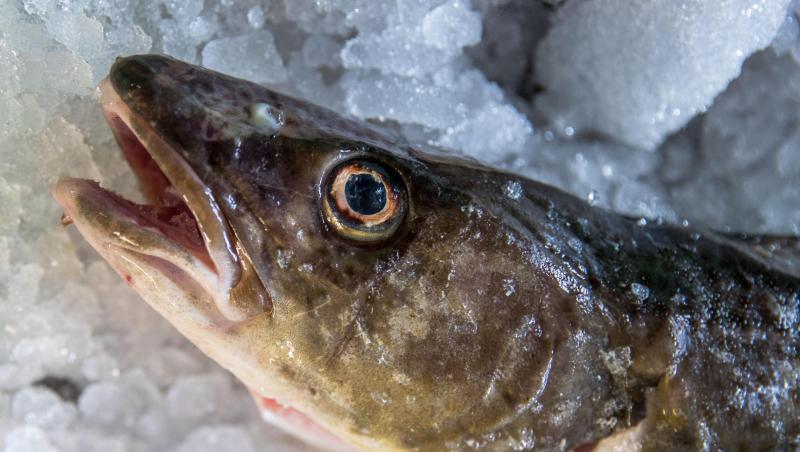 Ein frisch gefangener Dorsch liegt in der Fischereigenossenschaft Wismar auf Eis. In Teilen der Ostsee ist der Dorschfang ab sofort verboten. Ein frisch gefangener Dorsch liegt in der Fischereigenossenschaft Wismar auf Eis. In Teilen der Ostsee ist der Dorschfang ab sofort verboten.