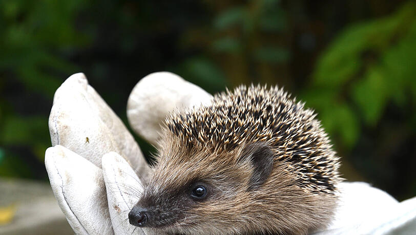 Tierfreunde aus Gröbenzell kümmerten sich bisher zuhause um Igel – nun können sie einen Container dafür errichten. Tierfreunde aus Gröbenzell kümmerten sich bisher zuhause um Igel – nun können sie einen Container dafür errichten.
