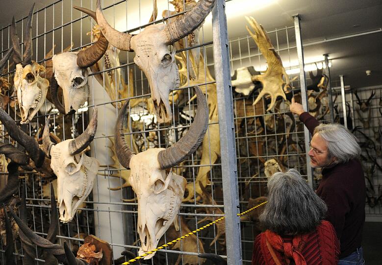 Geweihe. Über 25.000 Exponate präsentierte die Zoologische Staatssammlung am Samstag bei ihrem Tag der Offenen Tür. Die Bilder.