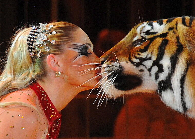 Mutig: Dompteurin Carmen Zander holt sich einen Tiger-Kuss ab.