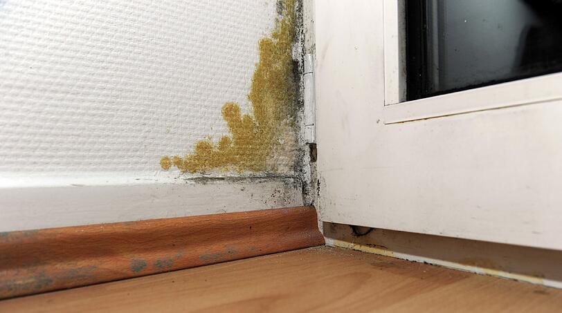 Ein Ärger in jedem Haushalt: Schimmel an der Wand.
