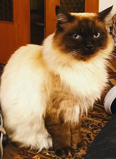 Muffen