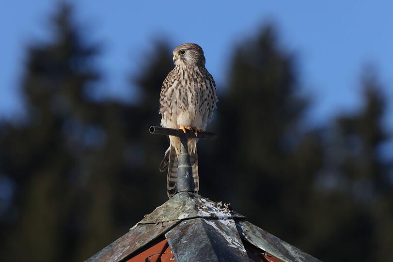 In einem Atemzug mit Greifvögeln werden häufig die Falken genannt, weil es zwischen den Vögeln viele Gemeinsamkeiten in Aussehen und Verhalten gibt. Bekannt ist vor allem der Turmfalke (Falco tinnunculus). Genetisch sind die Falken allerdings vielmehr den Papageien zuzuordnen. In einem Atemzug mit Greifvögeln werden häufig die Falken genannt, weil es zwischen den Vögeln viele Gemeinsamkeiten in Aussehen und Verhalten gibt. Bekannt ist vor allem der Turmfalke (Falco tinnunculus). Genetisch sind die Falken allerdings vielmehr den Papageien zuzuordnen.