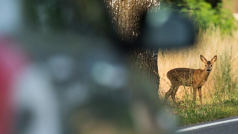 Gleich vier Wildunf&auml;lle in vier Stunden ereigneten sich in Schwaben. (Archivbild)