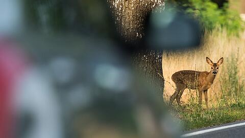 Gleich vier Wildunf&auml;lle in vier Stunden ereigneten sich in Schwaben. (Archivbild)