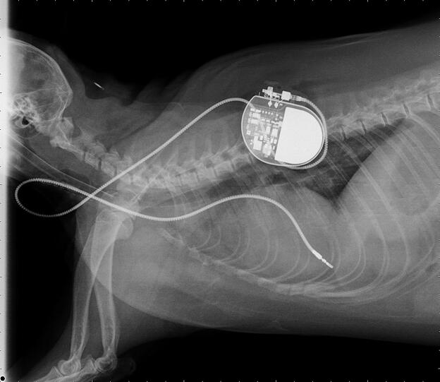 Das Röntgenbild zeigt den Herzschrittmacher im Waschbär-Körper. Das gleiche Modell wird in der Humanmedizin verwendet.