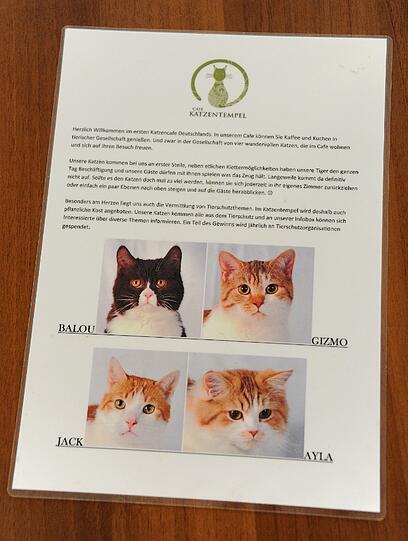 Das Wer-ist-Wer der Katzen kann man im Café nachlesen.