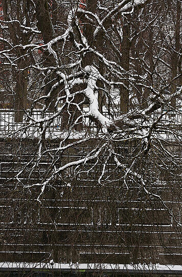 So sieht der Winter in München aus. Der Schnee bleibt auch auf den Bäumen liegen.