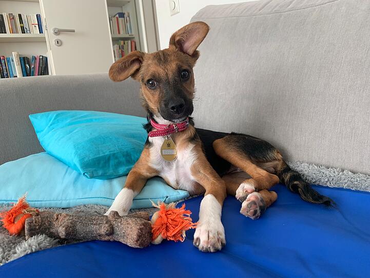 Meine Hündin Cleo ist die Beste, weil sie super einzigartig ist, ihren eigenen Charakter hat und so liebenswürdig. Außerdem zeichnen sie ihre Ohren aus, die als Welpe schon aussergewöhnlich waren. Cleo ist der am meisten verschmuste Hund den ich kenne und einfach meine beste Freundin.