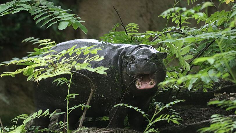 Berliner-Mini-Hippo-Toni-zieht-nach-Mulhouse
