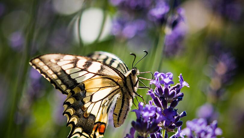 Lavendel ist bei verschiedenen Schmetterlingsarten wie auch dem Schwalbenschwanz beliebt. (Archivbild)