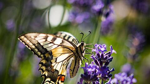 Lavendel ist bei verschiedenen Schmetterlingsarten wie auch dem Schwalbenschwanz beliebt. (Archivbild)