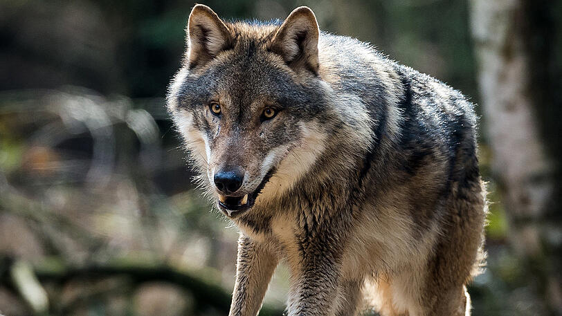 Ein Wolf in seinem Gehege im Wildpark Schorfheide im brandenburgischen Groß Schönebeck.