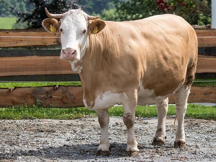 Kuh Yvonne steht im Gnadenhof Gut Aiderbichl in Deggendorf (Bayern).
