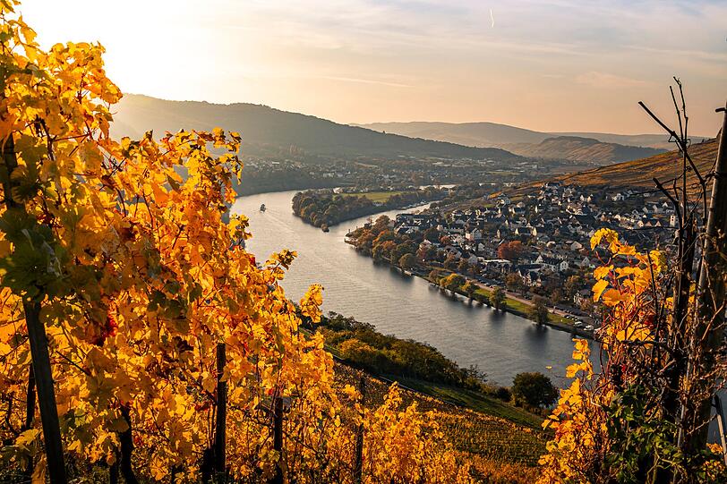 Idyllische Weinberge und bunt gefärbte Wälder - entlang der Moselschleifen verzaubert der Herbst mit einer malerischen Landschaft. Weinliebhaber und Wanderer kommen hier gleichermaßen auf ihre Kosten - und auch all diejenigen, die den Indian Summer in Deutschland erleben wollen. Am besten geht das am Höhenzug Calmont, der einen einzigartigen Blick über die Moselschleifen bietet. Idyllische Weinberge und bunt gefärbte Wälder - entlang der Moselschleifen verzaubert der Herbst mit einer malerischen Landschaft. Weinliebhaber und Wanderer kommen hier gleichermaßen auf ihre Kosten - und auch all diejenigen, die den Indian Summer in Deutschland erleben wollen. Am besten geht das am Höhenzug Calmont, der einen einzigartigen Blick über die Moselschleifen bietet.