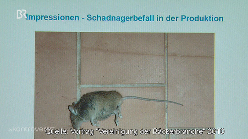Aus die Maus: Kadaver von Nagern liegen in der Produktion einer Bäckerei.