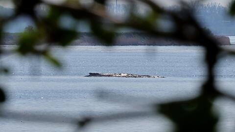 Der Buckelwal war auch am Mittwoch deutlich zu h&ouml;ren.