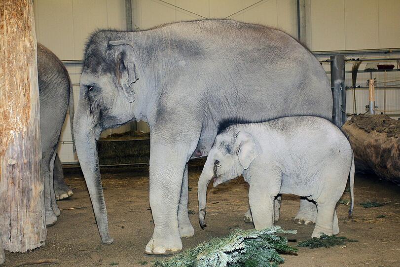 Tierpark Hellabrunn: Rote Rosen für Elefantenkind Lola - München - Abendzeitung München