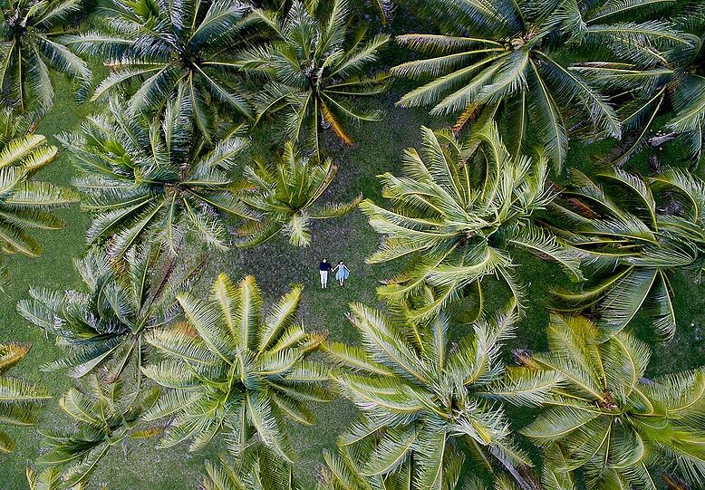 Ein Hochzeitspärchen unter Palmen auf der Insel Huahine.