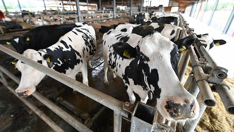 Bei Stallarbeiten wurde ein 67-Jähriger von einem Stier angegriffen und dabei schwer verletzt. (Symbolfoto)