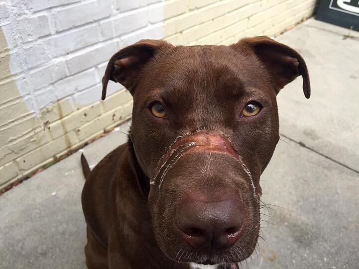 Caitlyns Fotos gingen im Mai 2015 um die Welt - mittlerweile hat sich die Hündin von ihren schweren Verletzungen erholt. In der Bildergalerie sehen Sie Fotos der tapferen Hundedame.