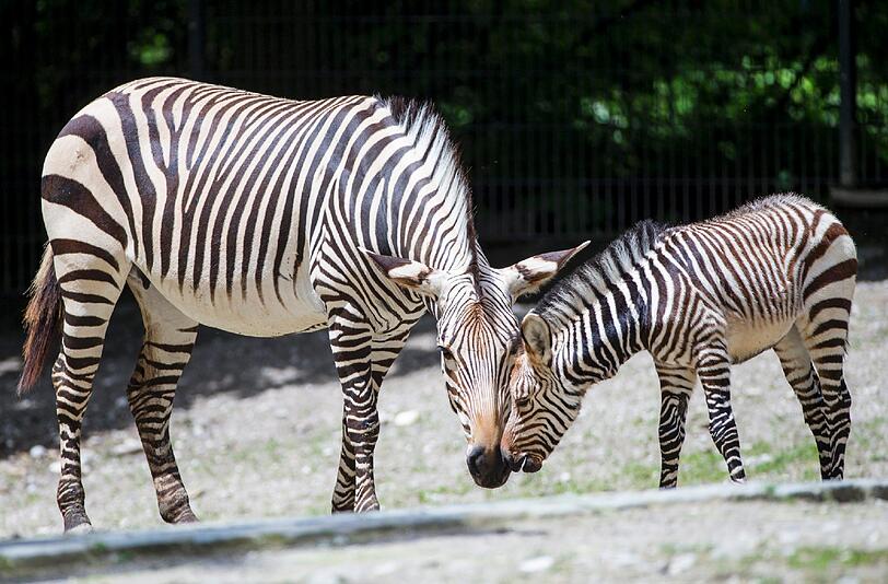 Ein Zebra mit seinem Fohlen.
