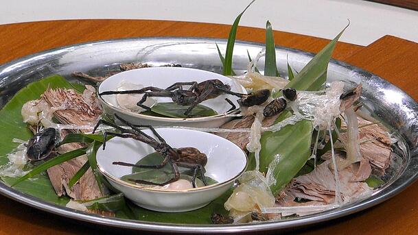 Ein Teller zum F&uuml;rchten:  Hundsmanspinne samt Brutsack