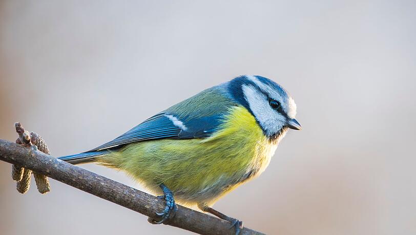 Ein Ausfall der Signalwirkung des Gefieders der Blaumeisen k&ouml;nnte Brutausf&auml;lle zu Folge haben.