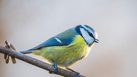 Ein Ausfall der Signalwirkung des Gefieders der Blaumeisen k&ouml;nnte Brutausf&auml;lle zu Folge haben.