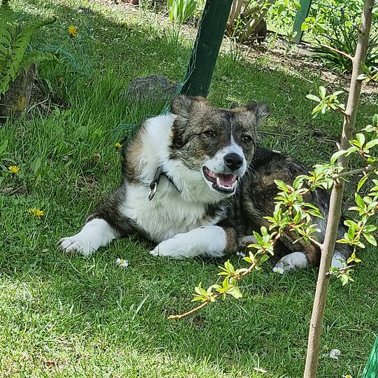 Hund samma! Münchens schönster Hund gesucht – das sind die ersten Bewerber
