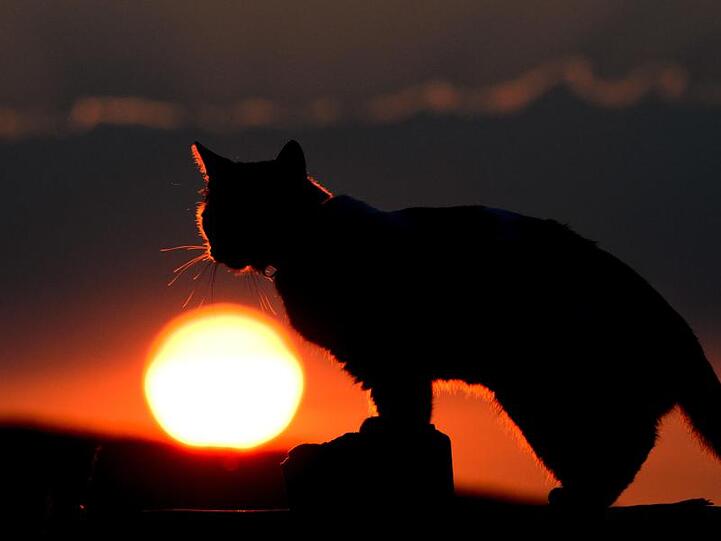 Die Silhouette einer Katze vor der untergehenden Sonne. Foto: picture alliance / dpa/Symbolbild