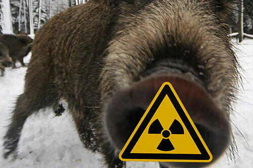 Wenn das Obelix gewusst hätte: Bayerische Wildschweine sind als Nahrungsmittel inzwischen oft bedenklich geworden &ndash; ihrer Strahlungsbelastung wegen.