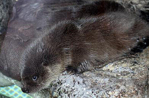 Einfach süß: Eins der Otter-
Babys inspiziert das Becken.