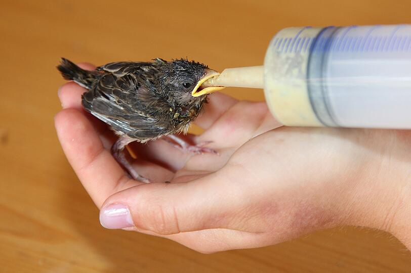 Auch spezieller Voglebrei aus der Spritze hilft dem Baby-Spatz beim wachsen.