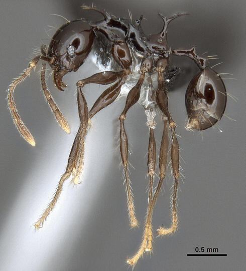 Die Ameisenart Pheidole drogon aus Papua-Neuguinea erhielt diesen Namen, weil sie die Forscher an Drogon, den wildesten und größten Drachen von Daenerys
Targaryen aus der Fantasie-Reihe "Game of Thrones" erinnerte.