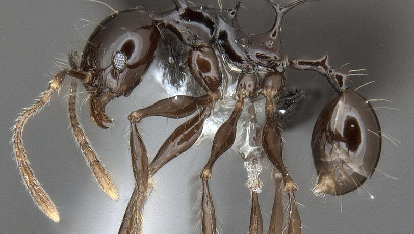 Die Ameisenart Pheidole drogon aus Papua-Neuguinea erhielt diesen Namen, weil sie die Forscher an Drogon, den wildesten und größten Drachen von Daenerys
Targaryen aus der Fantasie-Reihe "Game of Thrones" erinnerte. Die Ameisenart Pheidole drogon aus Papua-Neuguinea erhielt diesen Namen, weil sie die Forscher an Drogon, den wildesten und größten Drachen von Daenerys
Targaryen aus der Fantasie-Reihe "Game of Thrones" erinnerte.