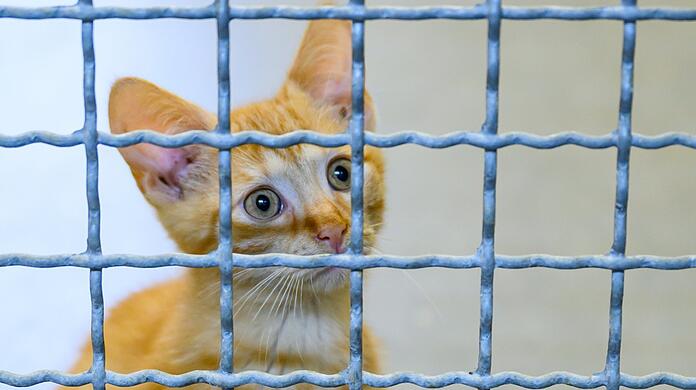 Die Zahl der Tiere in Heimen steigt immer mehr an.